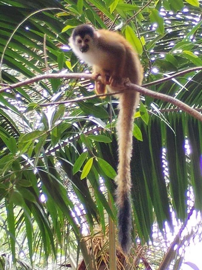 Happy Monkeys Villa Puerto Jiménez Eksteriør bilde