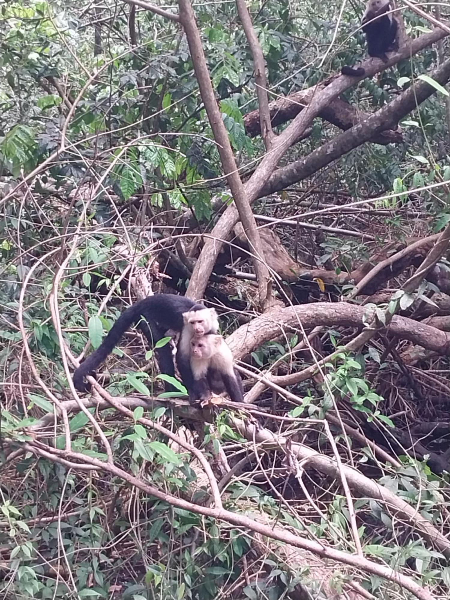 Happy Monkeys Villa Puerto Jiménez Eksteriør bilde